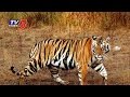 Tiger population rising in Adilabad