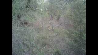 Spooked Deer