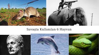 Savaşta Kullanılan 6 Hayvan