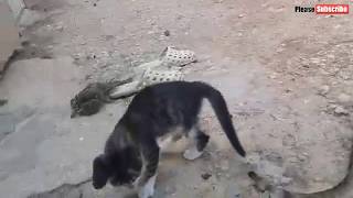 شاهد ردة فعل قط صغير عند رؤية نفسه على شاشة الهاتف | مظظحك screenshot 5