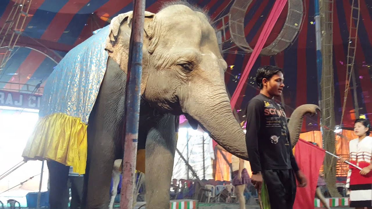 Natraj Circus