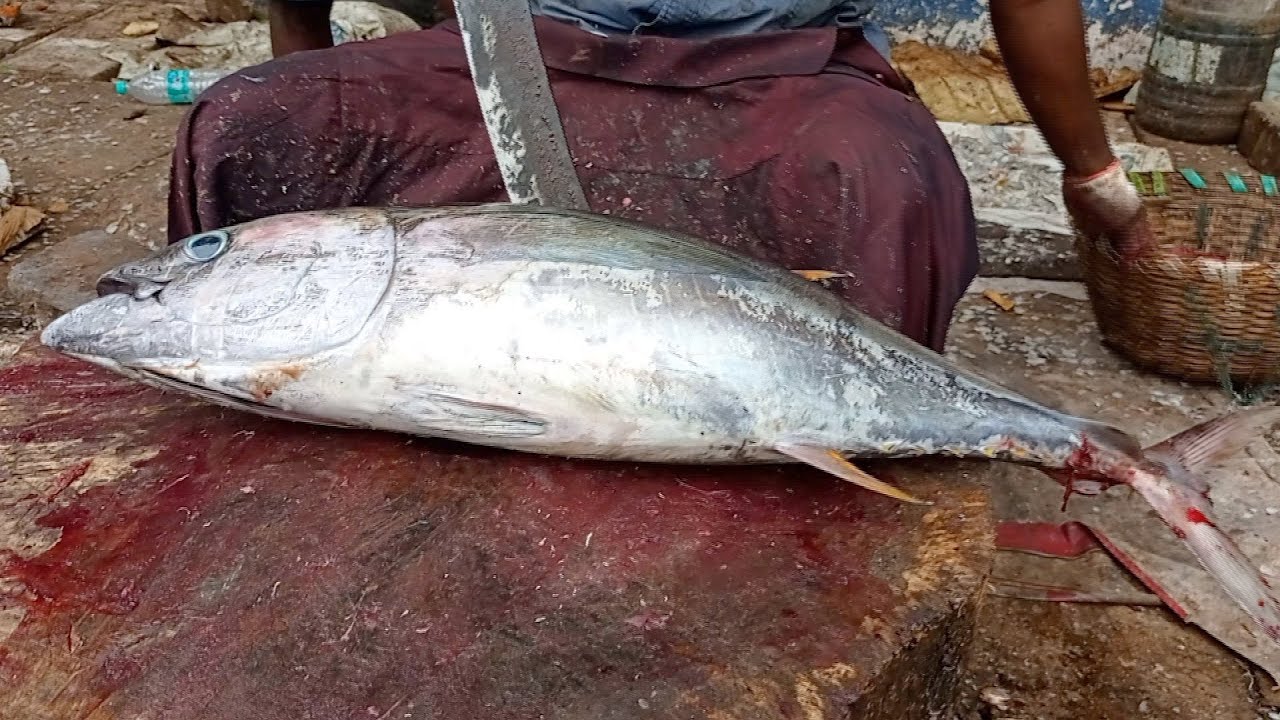 Kasimedu Biggest Fishing Harbour Chennai Fish Market Fastest Fish kasimedu-biggest-fishing-harbour-chennai-fish-market-fastest-fish