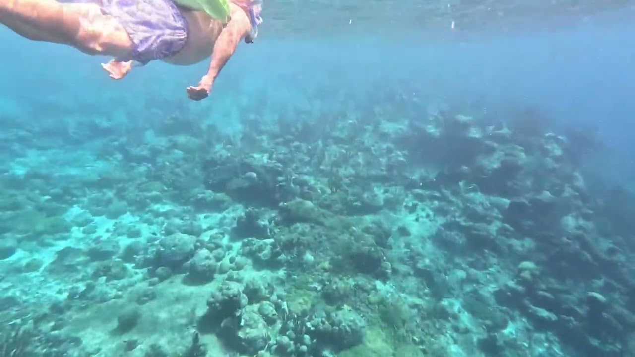 Snorkeling Tugboat Beach, Curaçao | December 2026