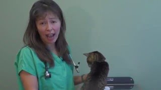 Flea and tick (Pyrethrin/Pyrethroid) Poisoning in Cats | Dr. Justine Lee