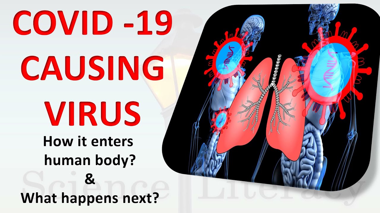 COVID -19 Causing Virus - How it Enters into the Human Body and What Happens After?