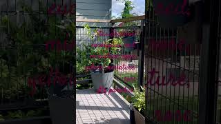 Garden on my balcony #spring #nature Oregon ￼ please see description ￼
