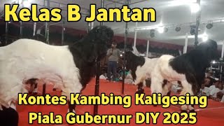 CLASS B MALE GOAT CONTEST KALIGESING DIY GOVERNOR'S CUP 2025