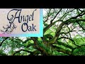 ANGEL OAK: CHARLESTON, SC: Largest Oak Tree East of Mississippi