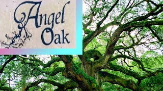 ANGEL OAK: CHARLESTON, SC: Largest Oak Tree East of Mississippi