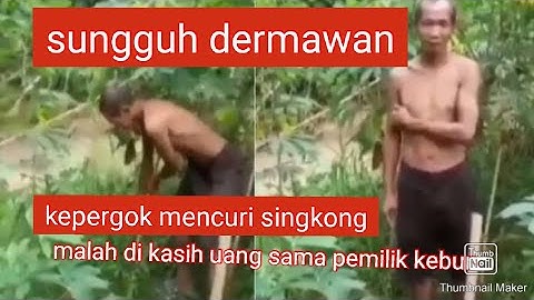 KETAHUAN MENCURI SINGKONG DI KEBUN ORANG. TAK DISANGKA PEMILIK KEBUN MALAH KASIH UANG