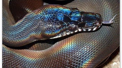 How to get a iridescent rainbow effect