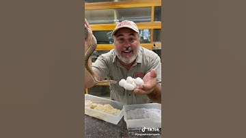 #snakes #eggs #hatching #shorts #wild #discovery(5)