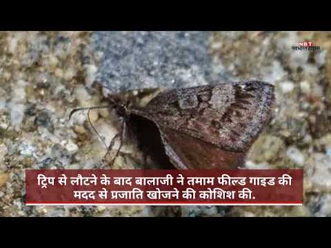 वीडियो: तितली की नस्लें: नाम, विवरण, फोटो