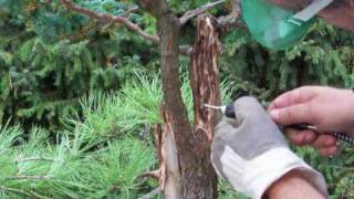 Bonsai Gestaltung Scheinzypresse Merlin Sept.2009