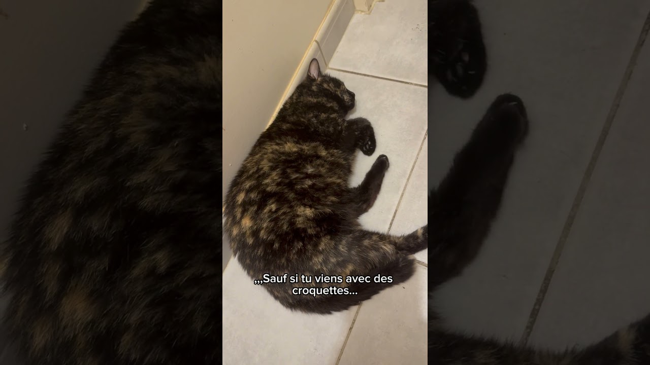 😸 Châtaigne en mode Sieste FM ! 💤 Zone VIP réservée 😹