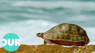 This Video On Turtles Will Change Your Perception Of Them Forever | The Reptiles | Our World screenshot 5