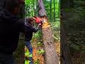 This method is for newcomers.#treecutting #fall #tree #woodworking #logging #forestrytools #shorts