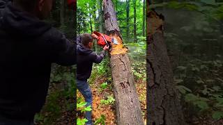 This method is for newcomers.#treecutting #fall #tree #woodworking #logging #forestrytools #shorts