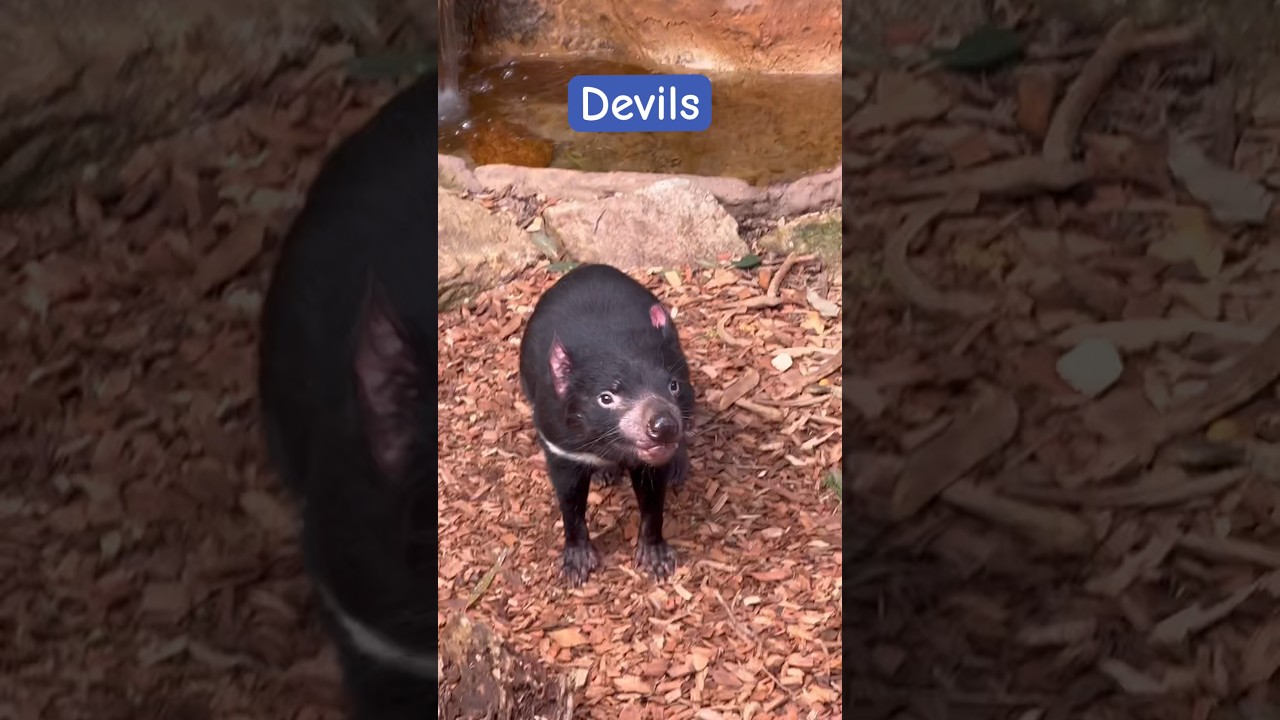 Tasmanian Devils are under severe threat of extinction. 