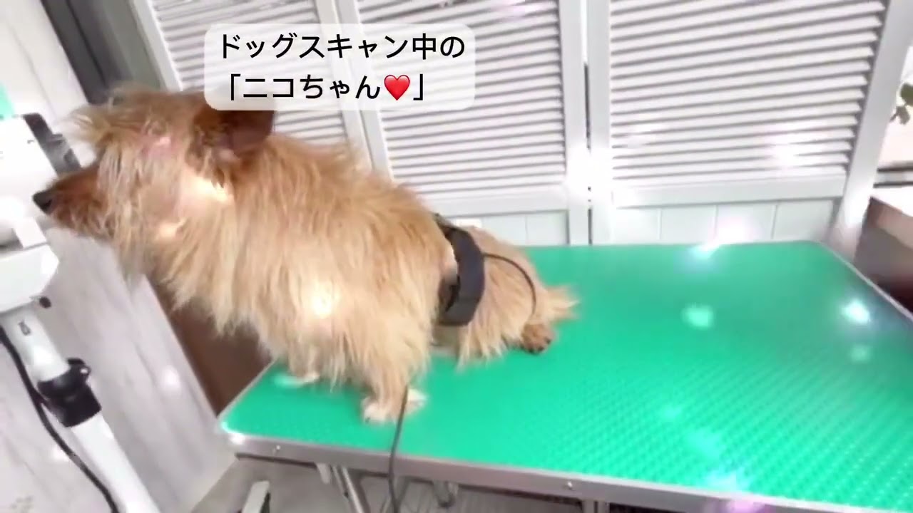 ドックスキャン - フェアリードッグ