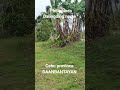 Green Grass of home dalingding Norte cebu province daanbantayan Philippines