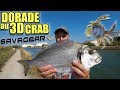 Dorade au leurre  3d crab savage gear  daurade