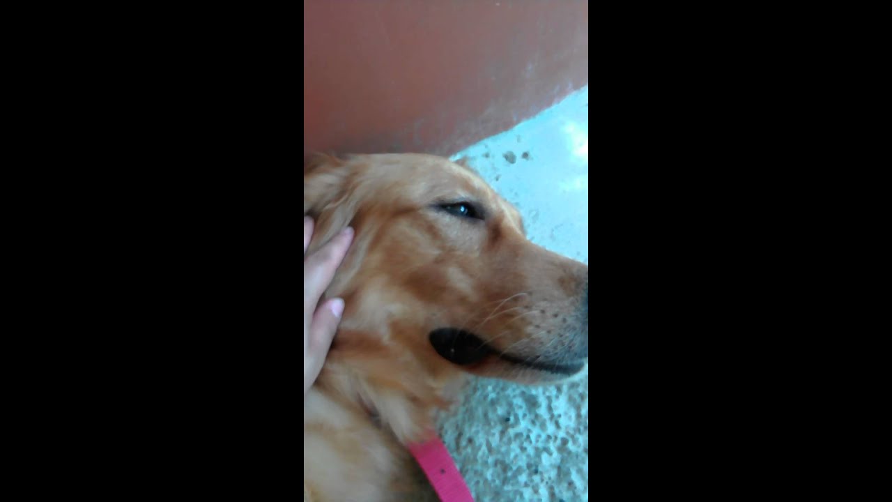 Golden Retriever 2 weeks pregnant - YouTube