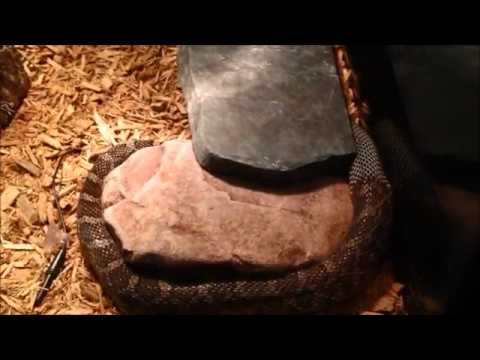 Great Plains Rat Snake Diets To Lose Belly Fat