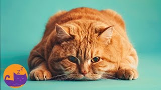 Relaxing Music for Cats  Eliminate Anxiety, Separation Boredom, and Sleep Issues