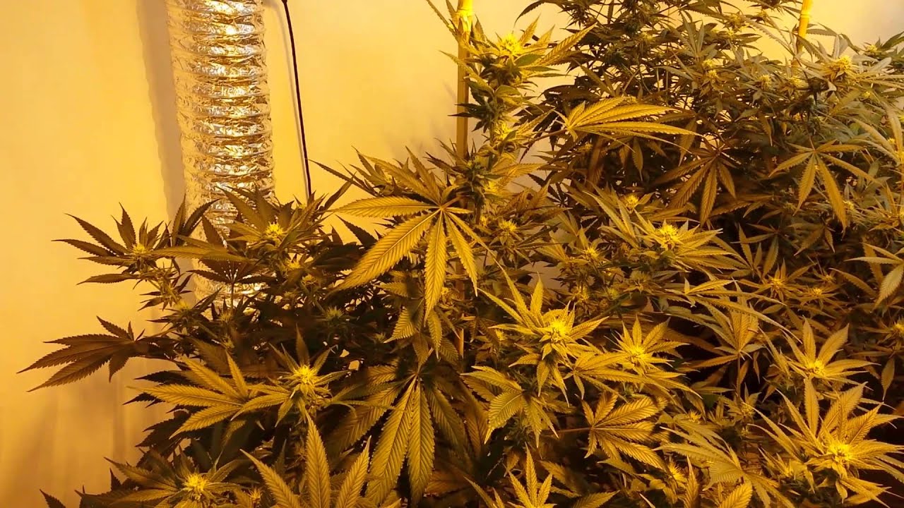 Garden update. Sour diesel, cheese, TNT cheese