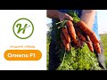 Урожайная Морковь Олимпо F1
