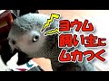 ヨウム！飼い主単純でムカつく(笑)