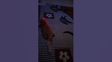 Laser Light Chaser Super Active Kitty#cat