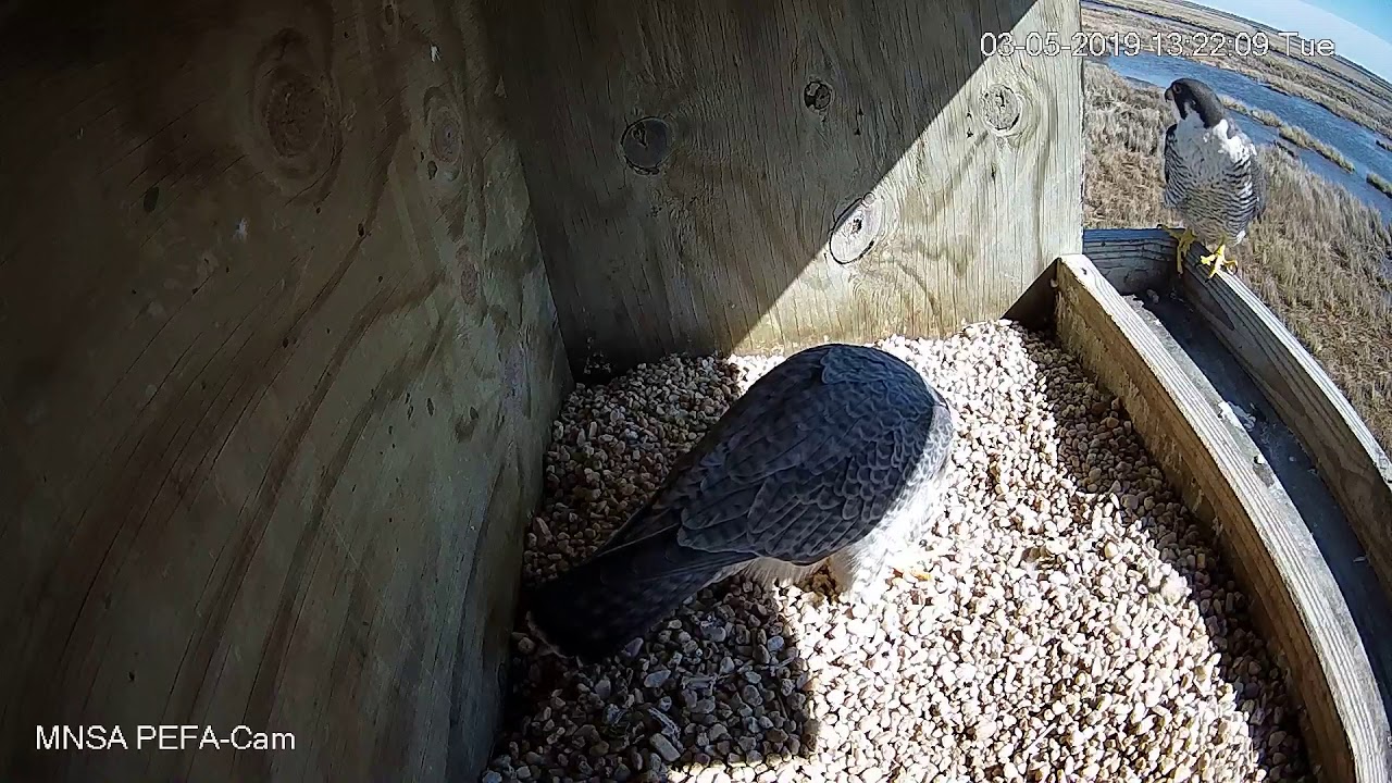 MNSA Peregrine-Cam: 3/5/2019 Odd Visitor