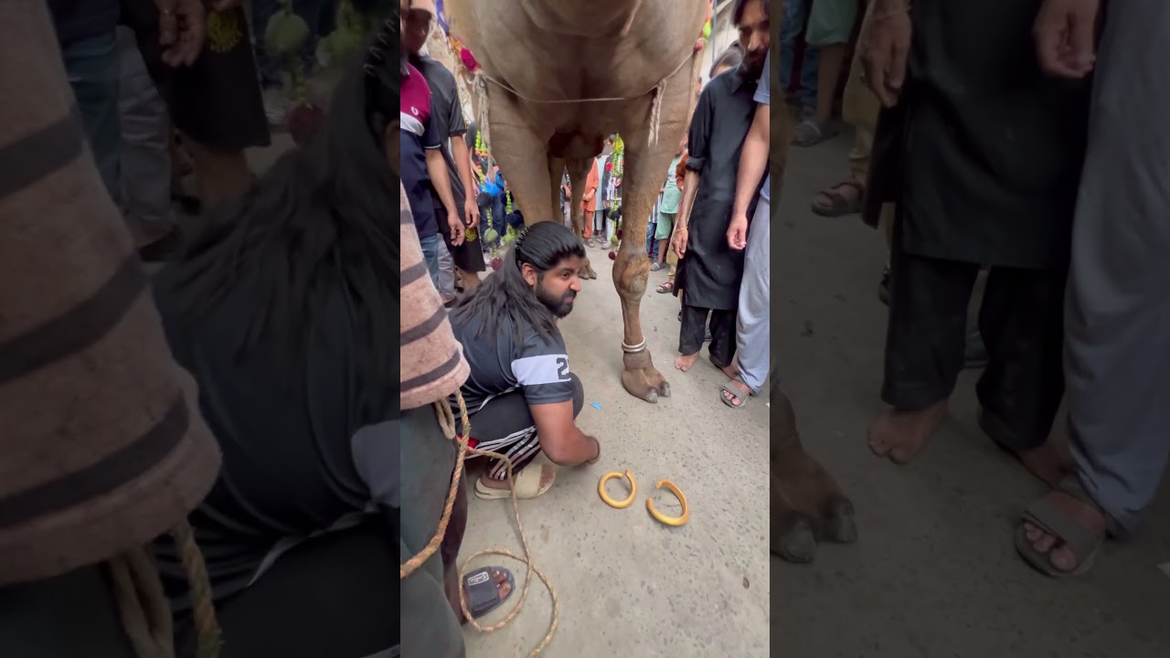 Gold bangles🥹phaink dya badshah k 🥹💔#ytshorts #animals #petlover #love #youtubeshorts #camel