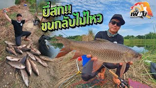 ยี่สกสยบคามุม! 150 บาท ยกฝูง! คุ้มสุดๆ บ่อทรายเก่าสวนน้ำเคียงดิน Rohu Carp Fishing Buffet!