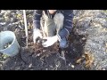 Топинамбур.  Выращивание и урожайность земляной груши