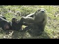 Chimpanzees at the North Carolina Zoo (Jonathan's group - video 3)