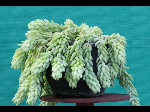 Como Crescer e Cuidar de um burro cauda / rabo Burros / Succulent