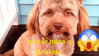 Que Le Pasa A Firulais