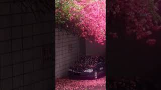 Car Covered in Pink Blossoms 🌸🚗#NatureBeauty #PinkBlossoms #AestheticVibes #FlowerFall #PeacefulView