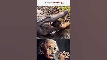 「The Power of Corcodial 3000 PSI Bite Force」🗿🔥[SIGMA MOTIVATIONAL PHYSICS EDIT]#motivational#mindset