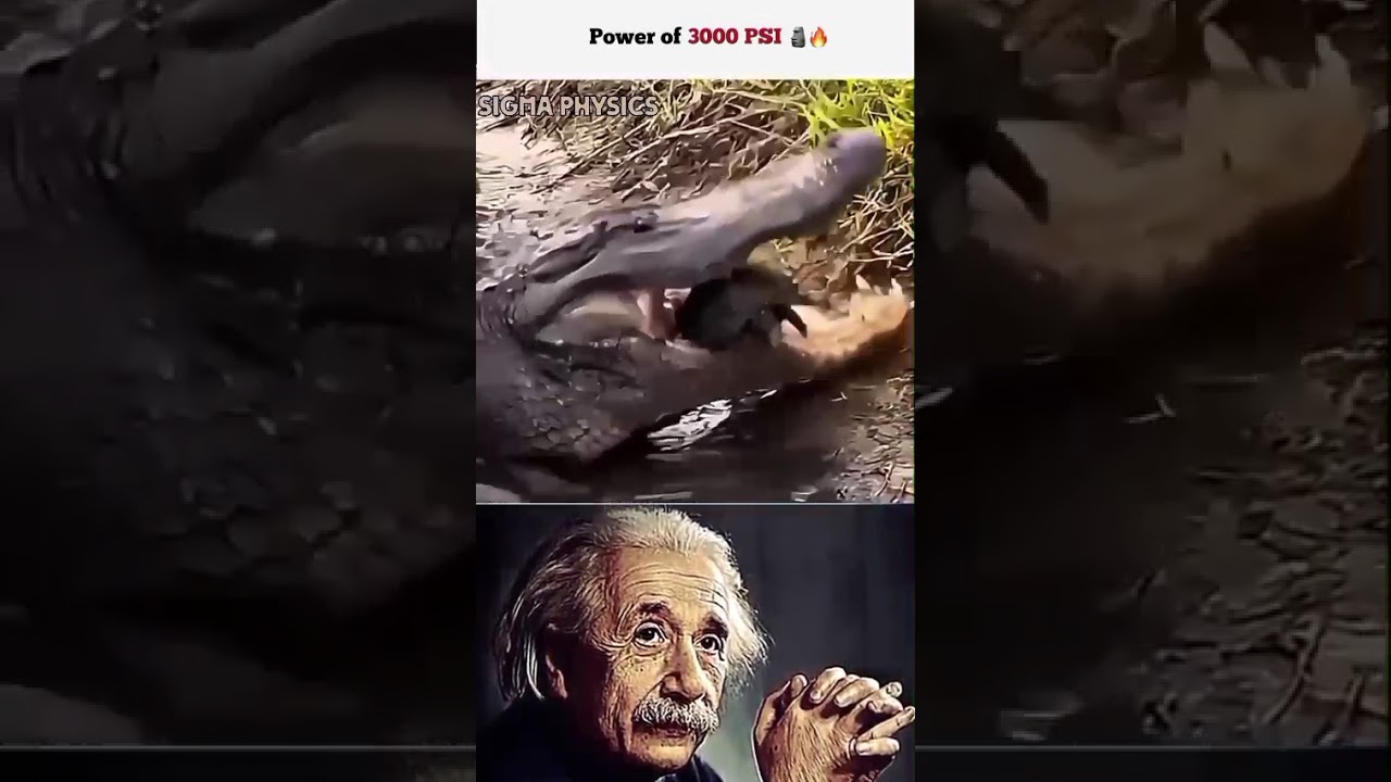 「The Power of Corcodial 3000 PSI Bite Force」🗿🔥[SIGMA MOTIVATIONAL PHYSICS EDIT]