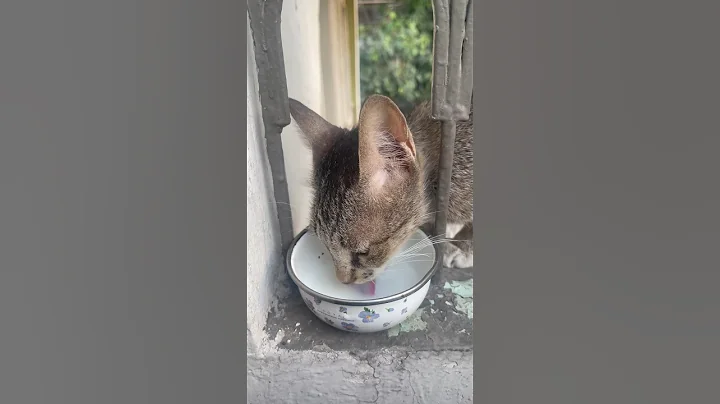 Watch the video about Feed the stray cats♥️ #cat #youtubeshorts #shorts #short #catvideos #catlover