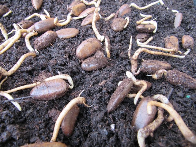 basil seeds for planting Bonsai Basil Seeds  Seeds 'n Such