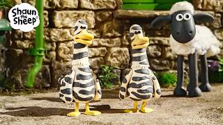Fancy Feathered Birds At The Farm   Shaun The Sheep U0026 Friends