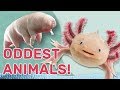 Oddest Animals: Weird and wacky adaptations! Guinness World Records Wild Things