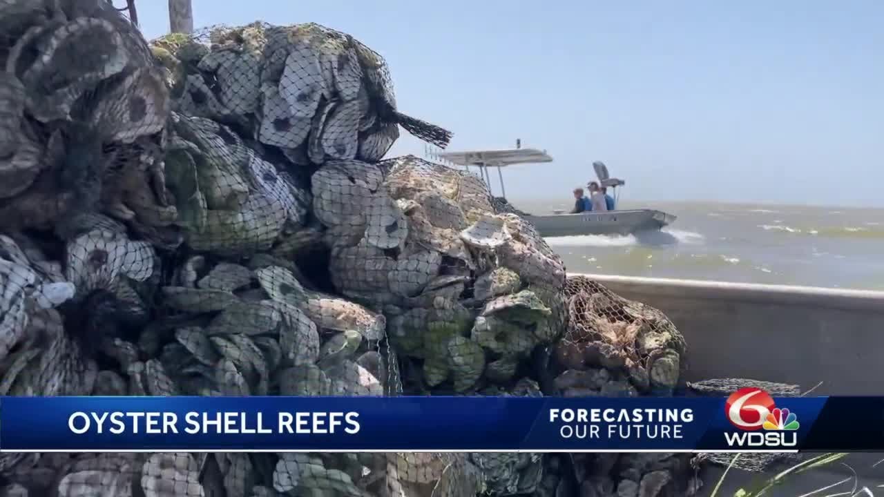 Discarded oyster shells used to build new reefs, protect coast