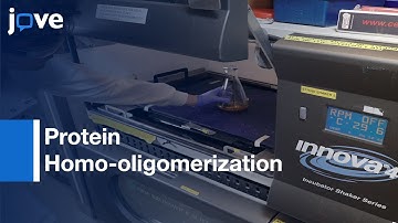 Protein Homo-oligomerization Quantification | Protocol Preview