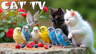CAT TV For A Stress-Free Environment😽 Cheeky Birds Hosting a Sunset Party🐦🌅 Entertain Your Bored Cat screenshot 3